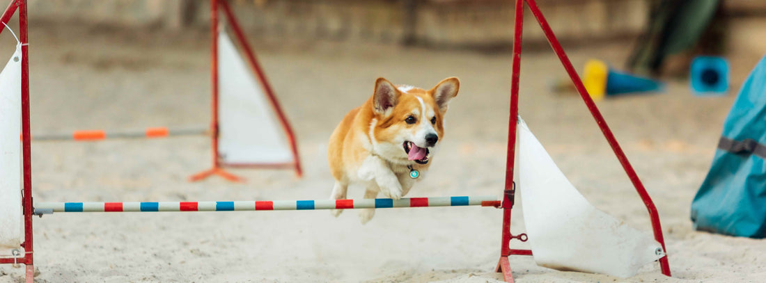 Agility mit dem Hund: Voraussetzungen, Geräte und Tipps