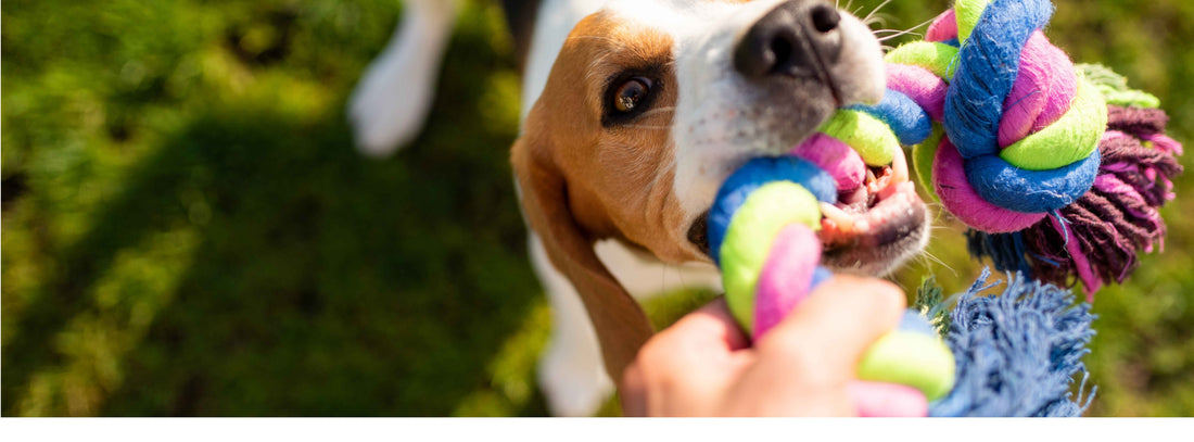 Richtig spielen mit dem Hund, Bindung fördern