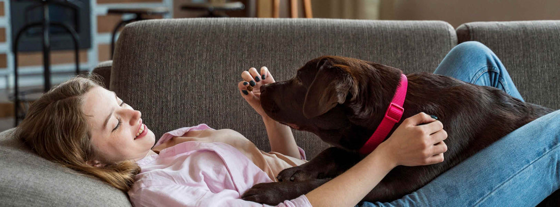 Für Ihren Hunde die tägliche Routine