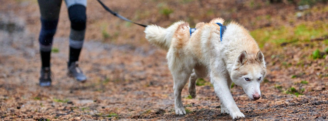 Leinenführung und Leinentraining mit Hunden