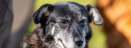 Psychische Alterserscheinungen beim Hund