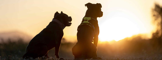 Hundebegegnungen meistern Körpersprache verstehen