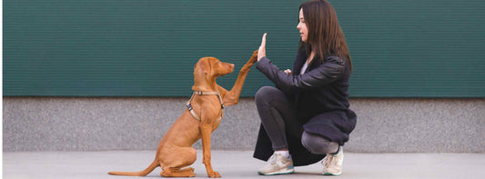 Historische Erziehungsansätze bei der Hundeausbildung