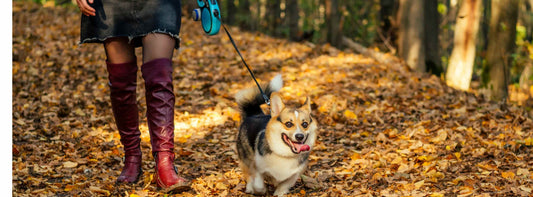 Mit Ihrem Hund Gassi gehen: Konzentration richtig umsetzen