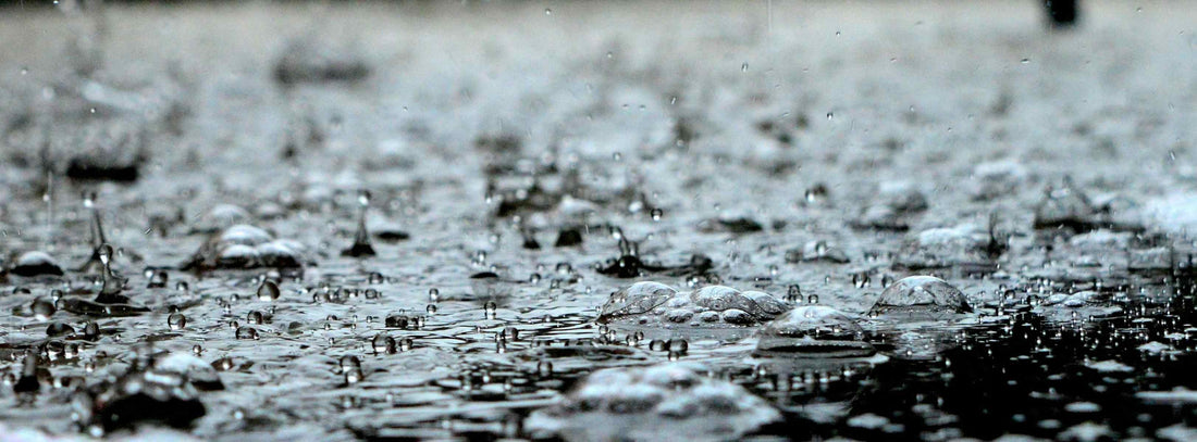 Hundespaziergang bei Schmuddelwetter