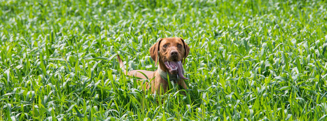 Hund frisst Gras