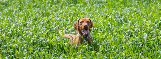 Hund frisst Gras