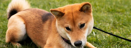 Ein Hund, der aussieht wie ein Fuchs? Shiba Inu