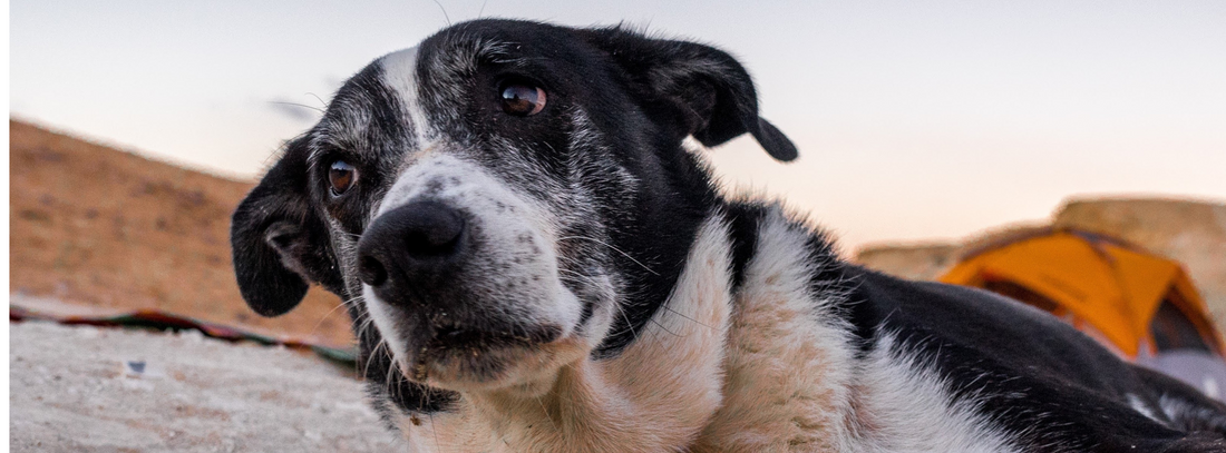 Regelmäßige Gesundheitschecks für ältere Hunde