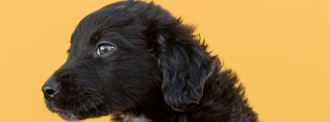 Welpensitz bei Hunden: Was er verrät!