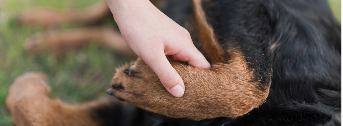 Tellington TTouch für Hunde  Entspannung & Vertrauen