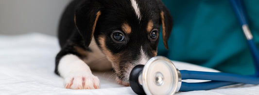 Schmerzen beim Hund erkennen