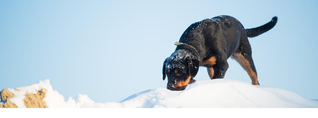 Hunde essen Schnee