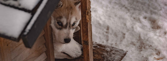 Hundehütte selbst bauen oder kaufen?