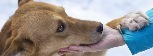 Hunde Krallen kürzen: Tipps für stressfreies Kürzen und gesundes Laufen