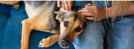 Hundeohren reinigen und pflegen