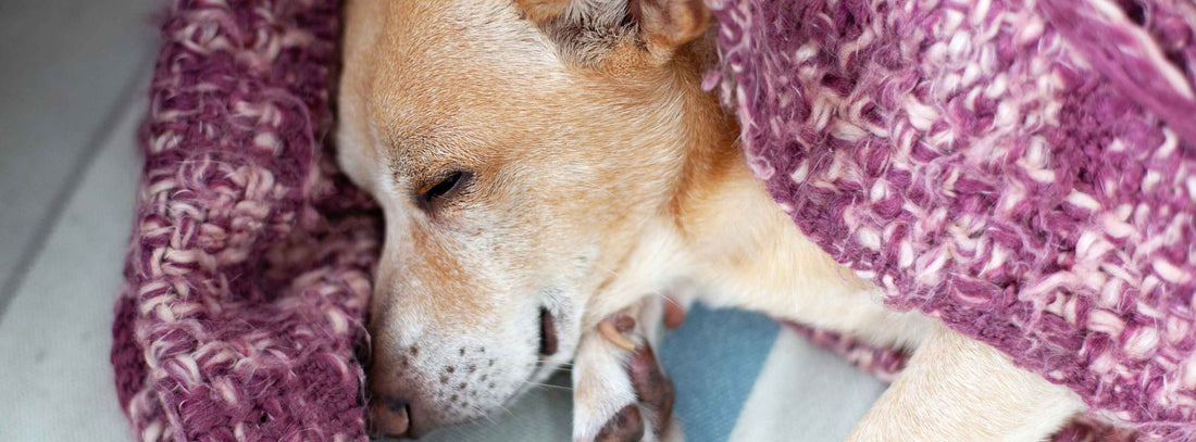 Sodbrennen beim Hund