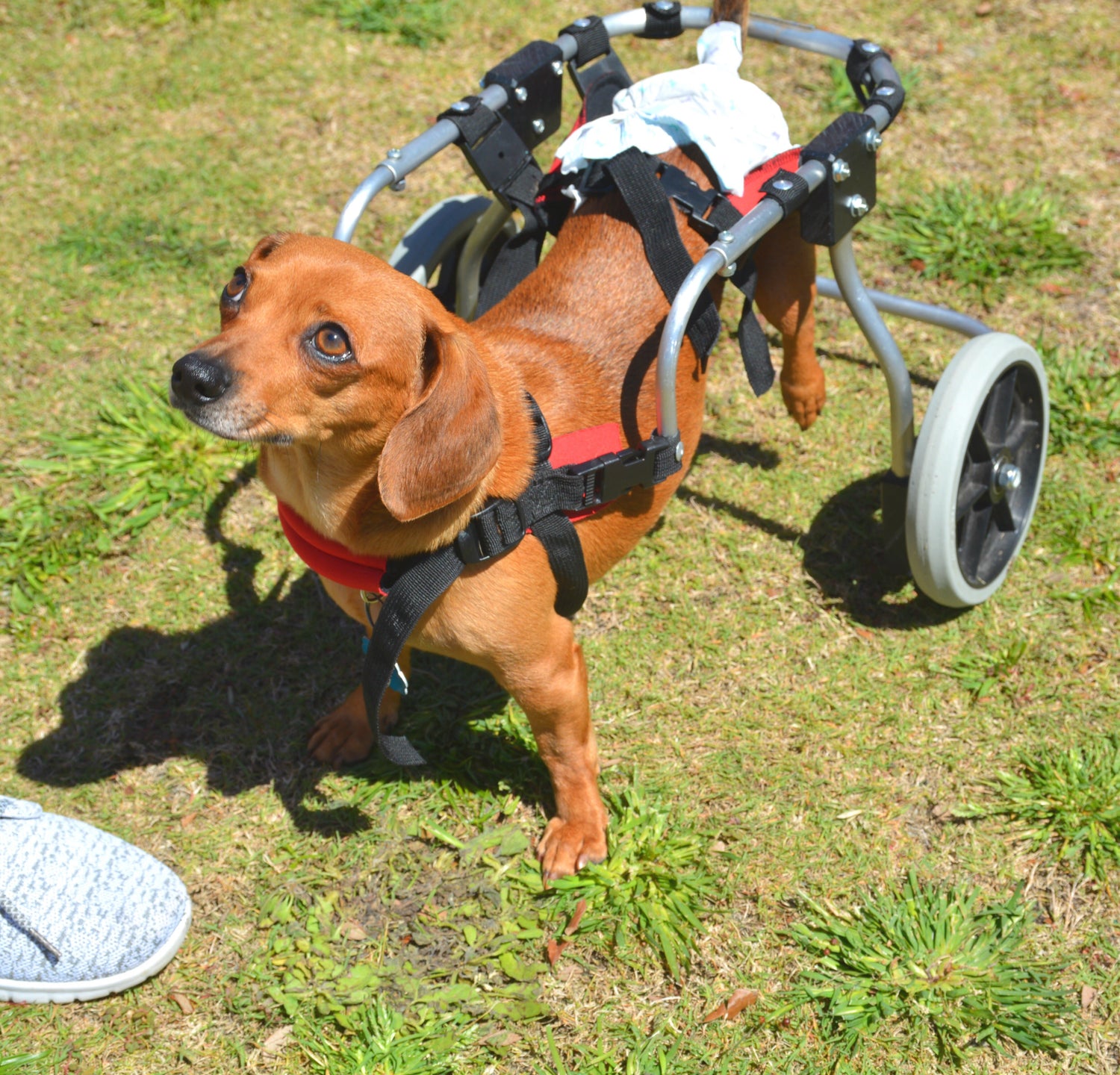 Hunderollstuhl / Hundewagen