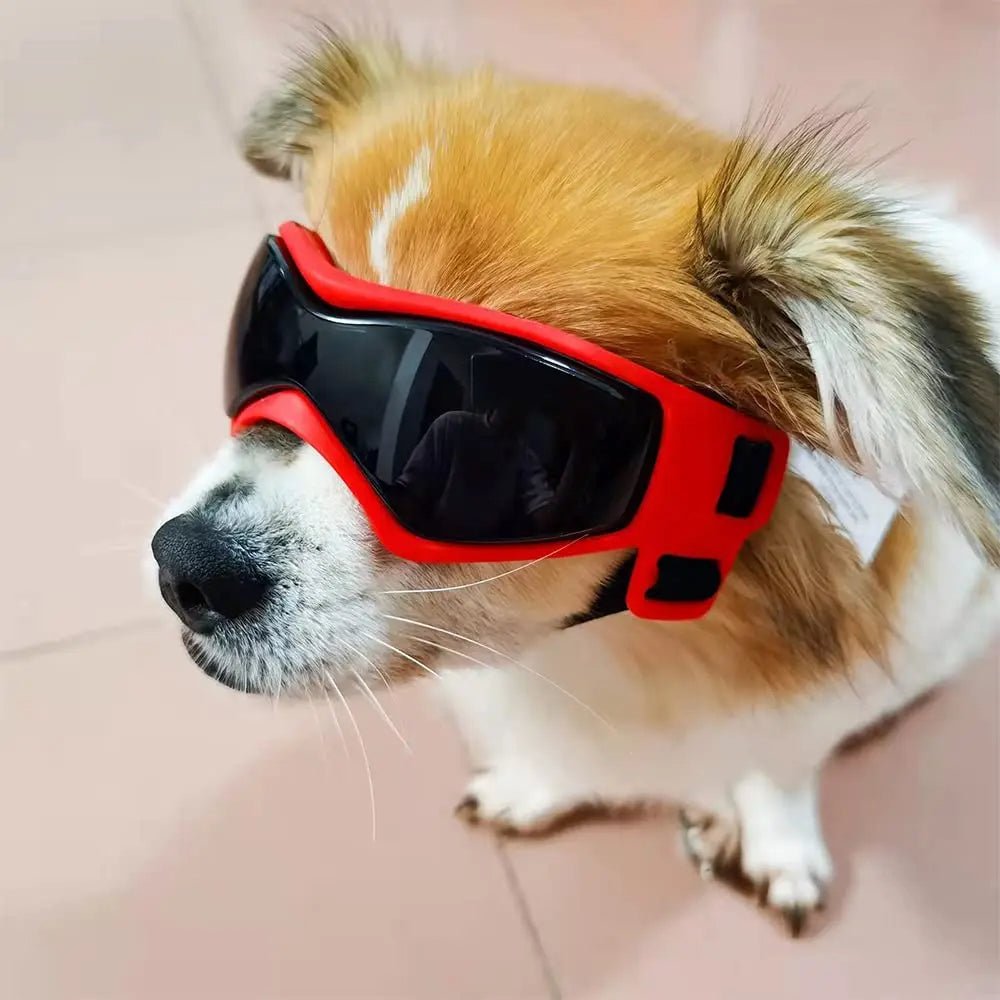 Hundebrille