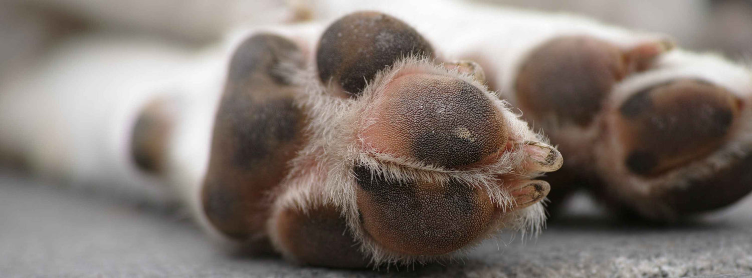 Hundekrallen schneiden