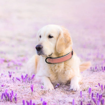 HUNDEHALSBAND FÜR GROSSE HUNDE WEICHES SANFTES LEDER SCHMEICHELT DEM FELL IHRES HUNDES