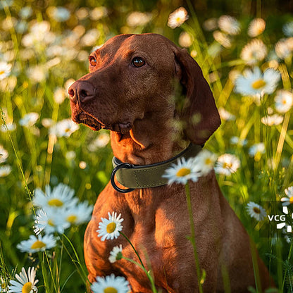 HUNDEHALSBAND FÜR GROSSE HUNDE WEICHES SANFTES LEDER SCHMEICHELT DEM FELL IHRES HUNDES