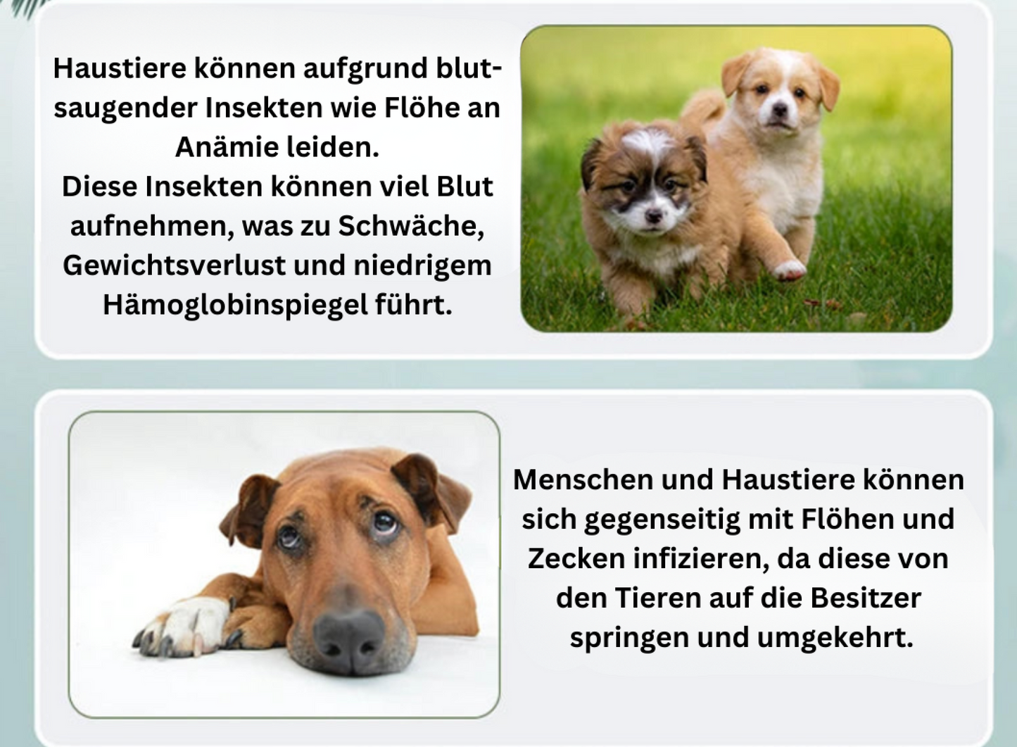 HUNDEHALSBAND GEGEN ZECKEN UND FLÖHE FÜR 8 MONATS SCHUTZ