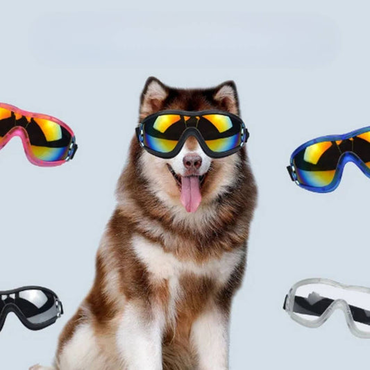 Hundebrille für Cabriofahren