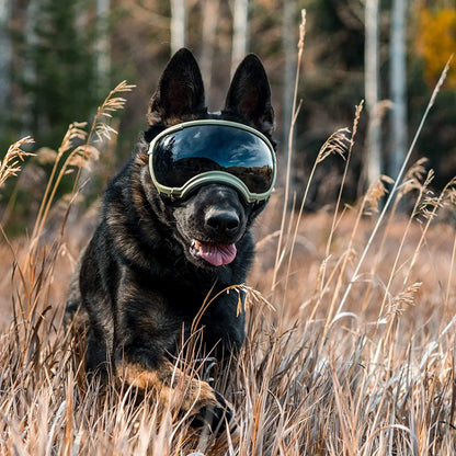 Hundebrille für Outdoor Vergnügen