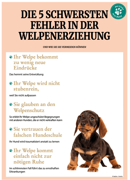 DIE 5 SCHWERSTEN FEHLER IN DER WELPENERZIEHUNG 👍🏻 Kostenlos! - eddy shop