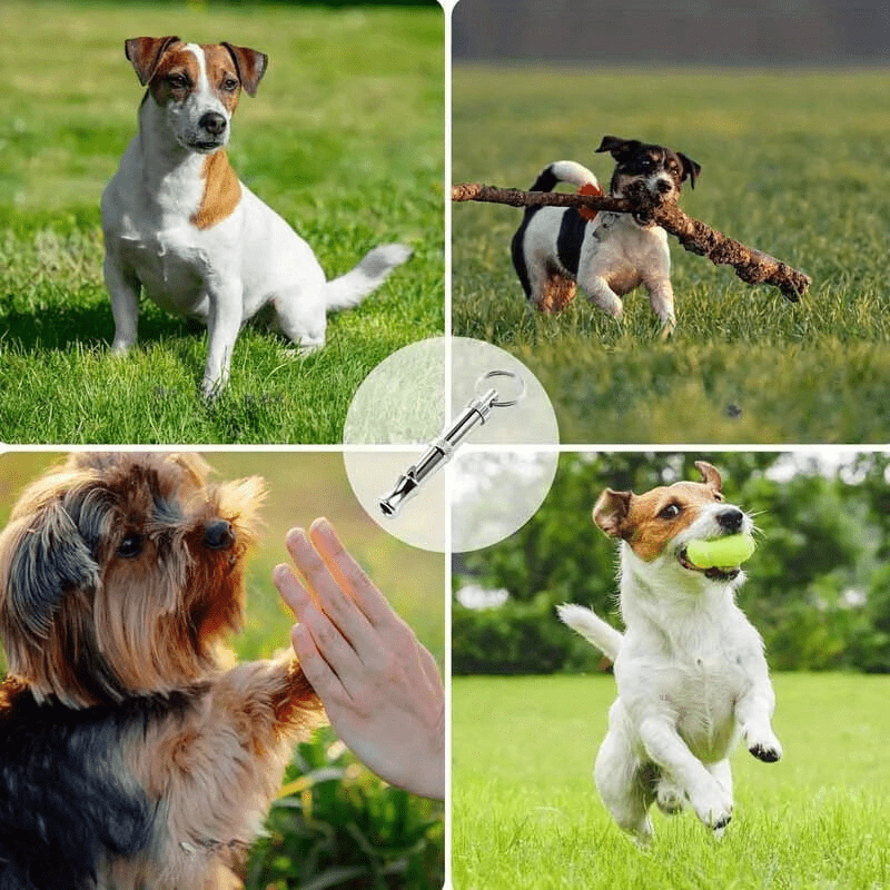 EDDY SHOP PREMIUM HUNDE TRAININGS PFEIFE - eddy shop