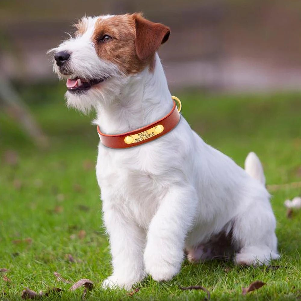 EINZIGARTIGKEIT UND INDIVIDUALITÄT HUNDEHALSBAND mit kostenloser Gravur! - eddy shop