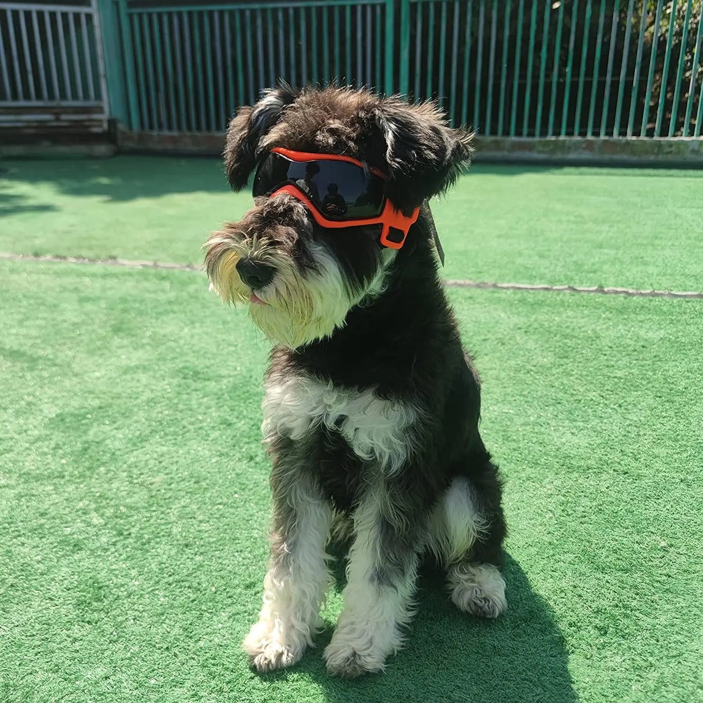 HUNDE BRILLE - eddy shop