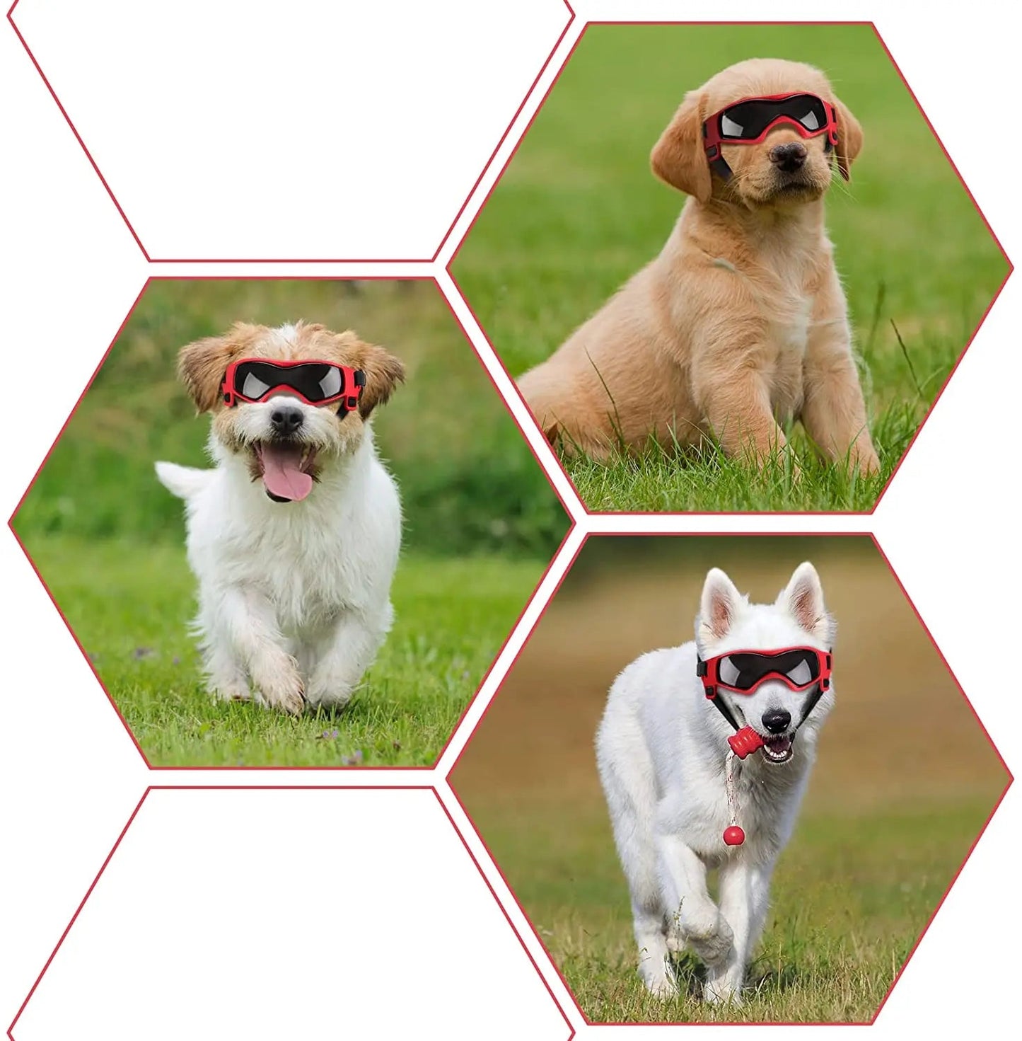 HUNDE BRILLE - eddy shop