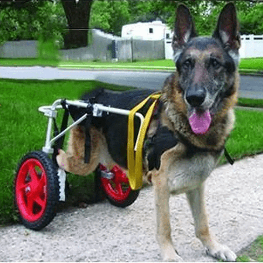 Hunde - Rehabilitations - Rollstuhl – Rollator bei Hinterbein - Schwäche oder Lähmung - eddy shop