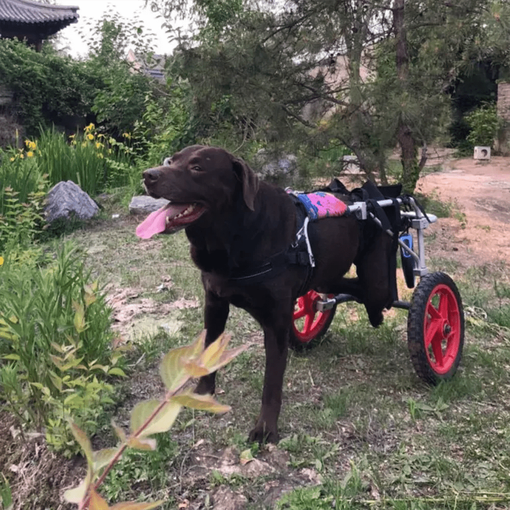 Hunde - Rehabilitations - Rollstuhl – Rollator bei Hinterbein - Schwäche oder Lähmung - eddy shop