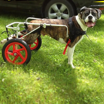 Hunde - Rehabilitations - Rollstuhl – Rollator bei Hinterbein - Schwäche oder Lähmung - eddy shop