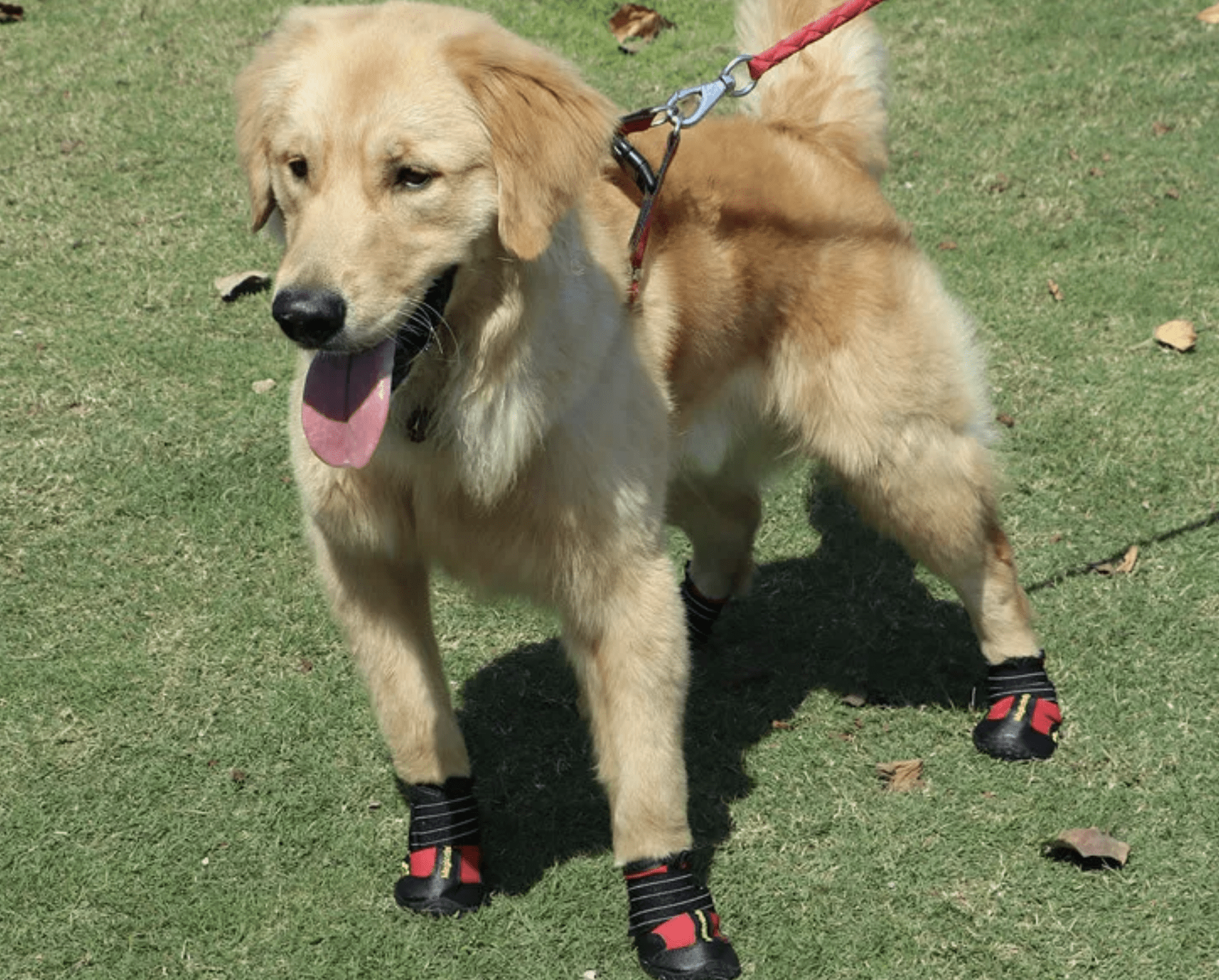 WASSERDICHTE ANTIRUTSCH HUNDESCHUHE MIT REFLEKTIERENDEM RIEMEN - eddy shop